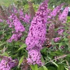 Rózsaszín nyáriorgona Buddleia davidii 'Pink Delight' K3 lit.