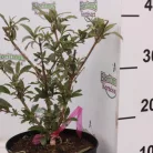 Rózsaszín nyáriorgona Buddleia davidii 'Pink Delight' K3 lit.