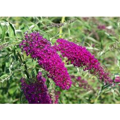 Lila virágú nyáriorgona Buddleia Nanho Purple K2