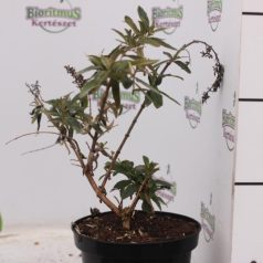 Lila virágú nyáriorgona Buddleia Nanho Purple K2