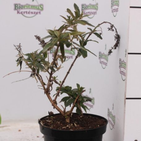 Lila virágú nyáriorgona Buddleia Nanho Purple K2