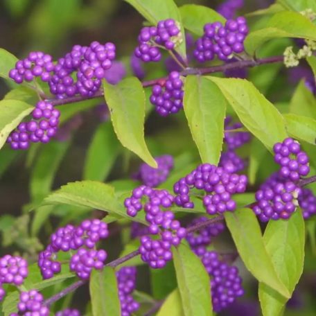 Kínai lilabogyó Callicarpa dichotoma 'Issai'