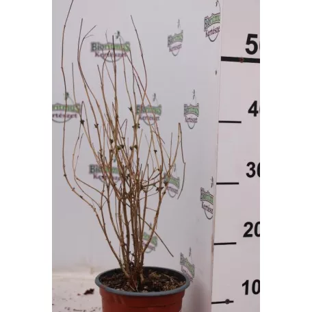 Kékszakáll Caryopteris clandonensis 'Heavenly Blue'