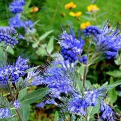   Sötétkék virágú kékszakáll Caryopteris clandonensis 'Kew Blue'