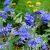 Sötétkék virágú kékszakáll Caryopteris clandonensis 'Kew Blue'