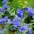 Sötétkék virágú kékszakáll Caryopteris clandonensis 'Kew Blue'