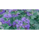 Sötétkék virágú kékszakáll Caryopteris clandonensis 'Kew Blue'