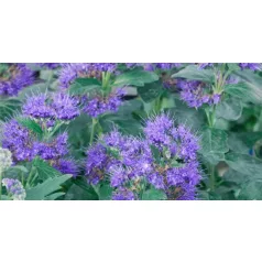  Sötétkék virágú kékszakáll Caryopteris clandonensis 'Kew Blue'