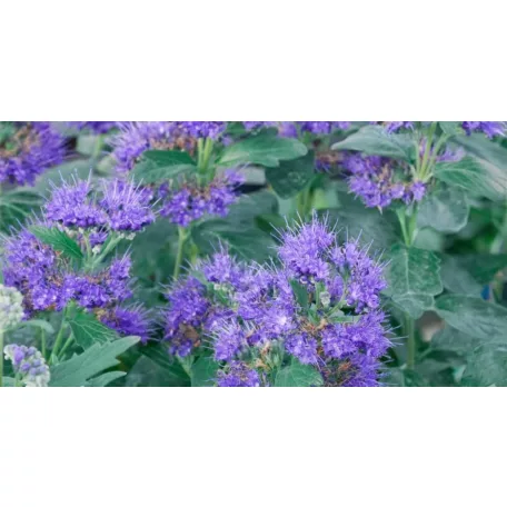 Sötétkék virágú kékszakáll Caryopteris clandonensis 'Kew Blue'