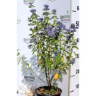 Sötétkék virágú kékszakáll Caryopteris clandonensis 'Kew Blue'