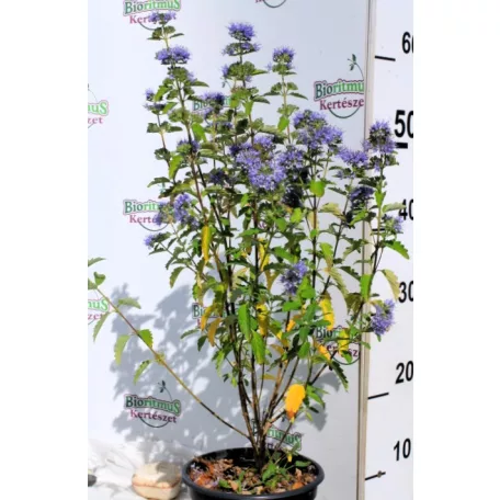Sötétkék virágú kékszakáll Caryopteris clandonensis 'Kew Blue'