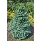 Kék szavára hamisciprus Chamaecyparis pisifera 'Boulevard' K 2 
