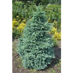   Kék szavára hamisciprus Chamaecyparis pisifera 'Boulevard' K 2 