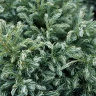 Kék szavára hamisciprus Chamaecyparis pisifera 'Boulevard' K 2 
