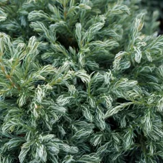   Kék szavára hamisciprus Chamaecyparis pisifera 'Boulevard' K 2 