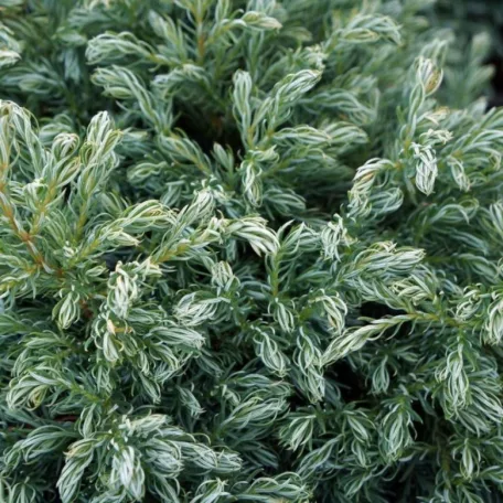 Kék szavára hamisciprus Chamaecyparis pisifera 'Boulevard' K 2 
