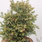 Kék szavára hamisciprus Chamaecyparis pisifera 'Boulevard' K 2 