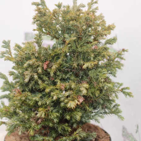 Kék szavára hamisciprus Chamaecyparis pisifera 'Boulevard' K 2 