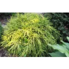 Törpe arany szavára hamisciprus Chamaecyparis pisifera 'Filifera Aurea Nana' K 2 lit