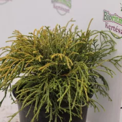   Törpe arany szavára hamisciprus Chamaecyparis pisifera 'Filifera Aurea Nana' K 2 lit