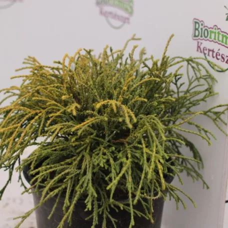 Törpe arany szavára hamisciprus Chamaecyparis pisifera 'Filifera Aurea Nana' K 2 lit