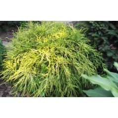   Törpe arany szavára hamisciprus Chamaecyparis pisifera 'Filifera Aurea Nana' K 2 lit