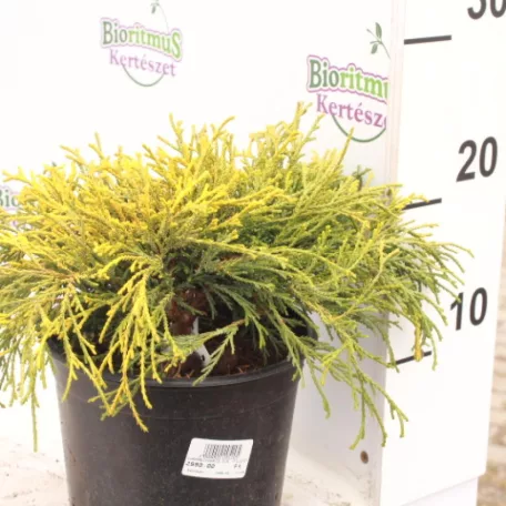 Törpe arany szavára hamisciprus Chamaecyparis pisifera 'Filifera Aurea Nana' K 2 lit