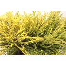 Törpe arany szavára hamisciprus Chamaecyparis pisifera 'Filifera Aurea Nana' K 2 lit