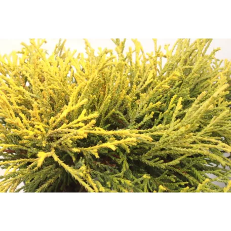 Törpe arany szavára hamisciprus Chamaecyparis pisifera 'Filifera Aurea Nana' K 2 lit