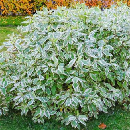 Fehért-tarka levelű som Cornus alba 'Elegantissima'