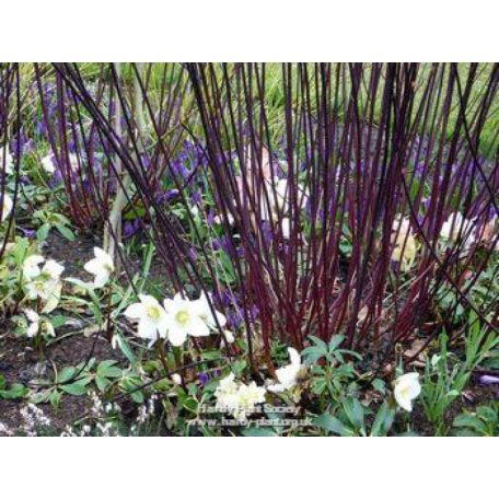 Fekete vesszejű som Cornus alba 'Kesselringii'