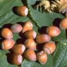 Mogyoró bokor Corylus avellana