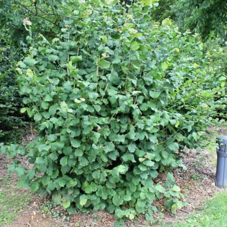 Mogyoró bokor Corylus avellana