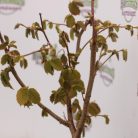 Mogyoró bokor Corylus avellana