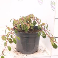   Szőnyeg madárbirs 'Bella' Cotoneaster hybrid Bella K2 lit.