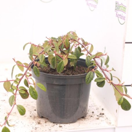 Szőnyeg madárbirs 'Bella' Cotoneaster hybrid Bella K2 lit.