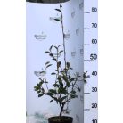 Tejfehér virágú madárbirs Cotoneaster lacteus