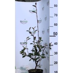 Tejfehér virágú madárbirs Cotoneaster lacteus