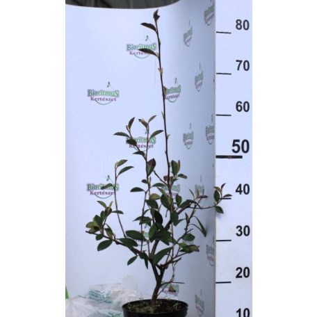 Tejfehér virágú madárbirs Cotoneaster lacteus