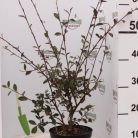 Tejfehér virágú madárbirs Cotoneaster lacteus