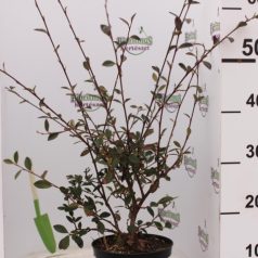 Tejfehér virágú madárbirs Cotoneaster lacteus