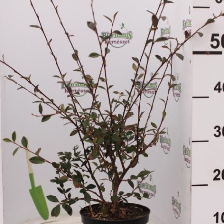 Tejfehér virágú madárbirs Cotoneaster lacteus