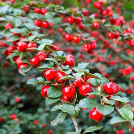 Talajtakaró madárbirs Cotoneaster procumbens 'Queen of Carpet' K 1, 5 lit