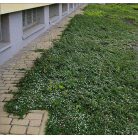 Talajtakaró madárbirs Cotoneaster procumbens 'Queen of Carpet' K 1, 5 lit