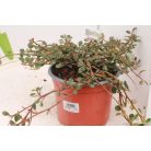 Talajtakaró madárbirs Cotoneaster procumbens 'Queen of Carpet' K 1, 5 lit