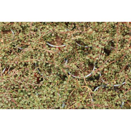 Talajtakaró madárbirs Cotoneaster procumbens 'Queen of Carpet' K 1, 5 lit