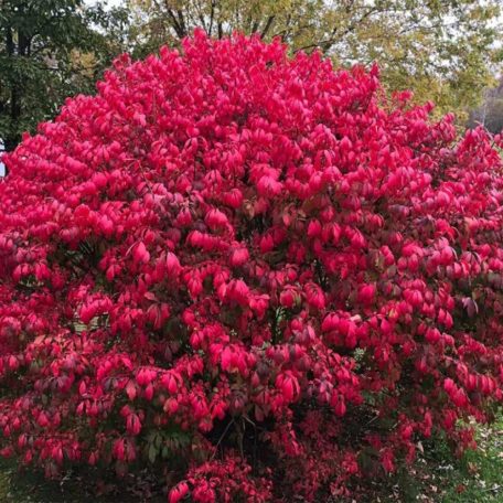 Szárnyas kecskerágó Euonymus alatus 'Chicago Fire'