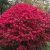 Szárnyas kecskerágó Euonymus alatus 'Chicago Fire'