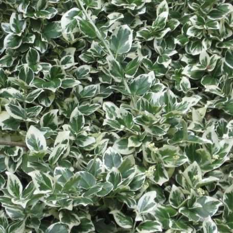 Fehértarka kúszó kecskerágó Euonymus fortunei 'Emerald'n Gaiety'