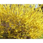 Sárgatarka aranyvessző Forsythia viridissima 'Kumson' K2